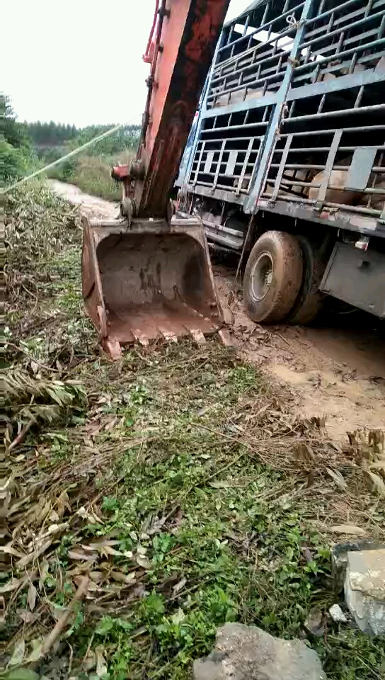 一頭一頭豬，-帖子圖片