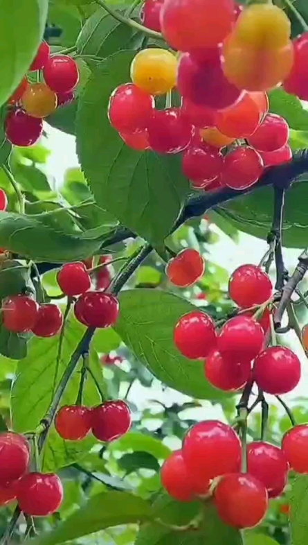 櫻桃紅了