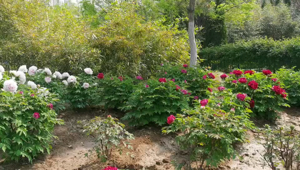 國花
