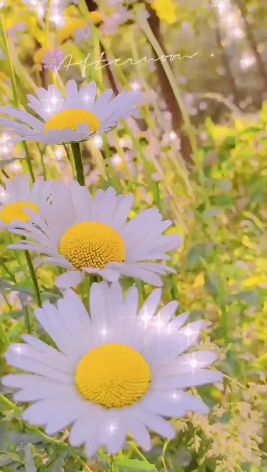 格桑花開