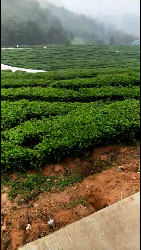 萬畝茶園