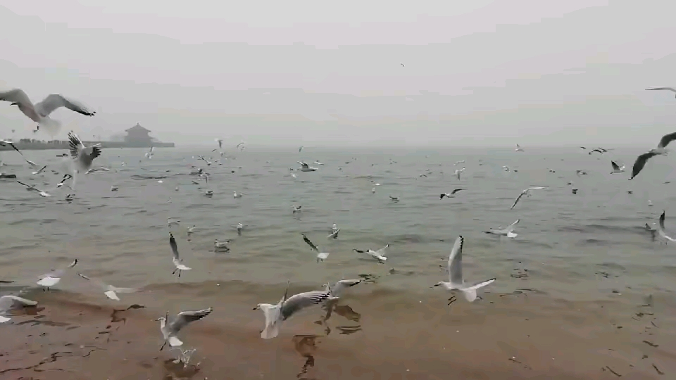 海