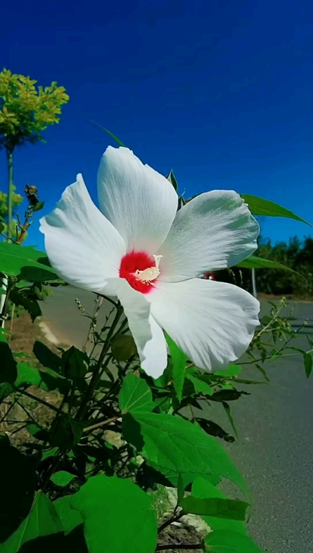 好美