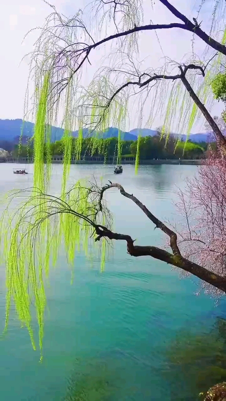 翠綠柳枝