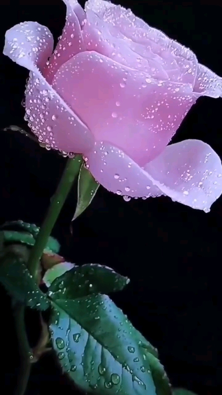 嬌艷欲滴