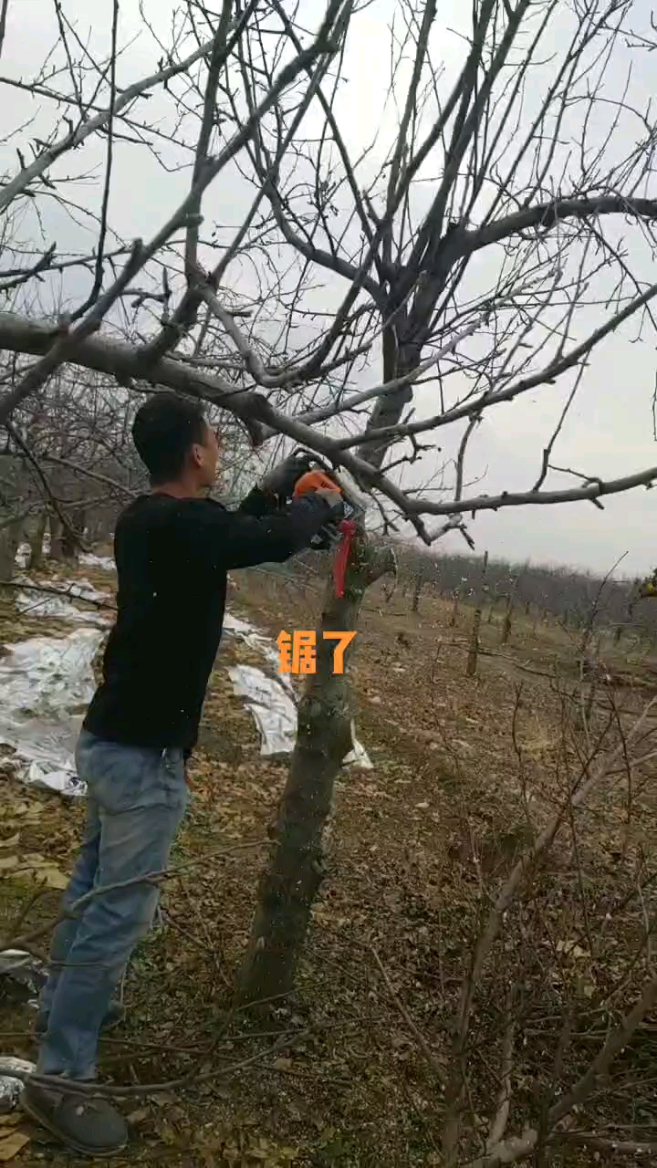 锯了挖