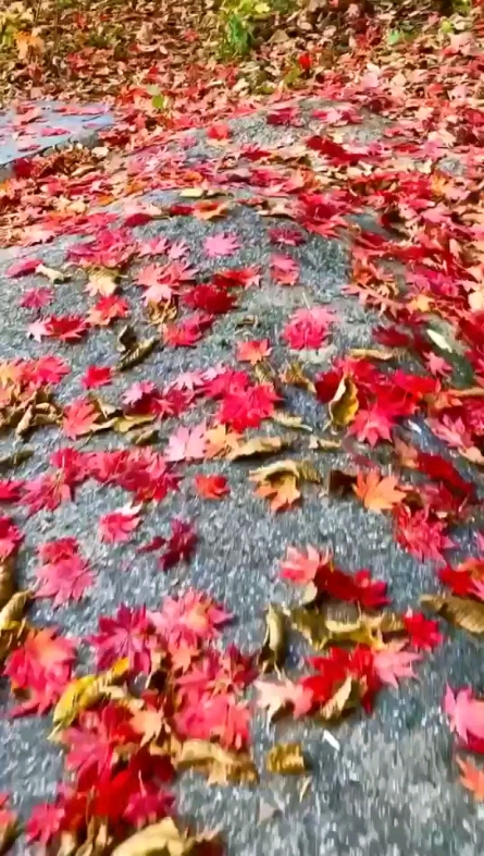 雨后红叶