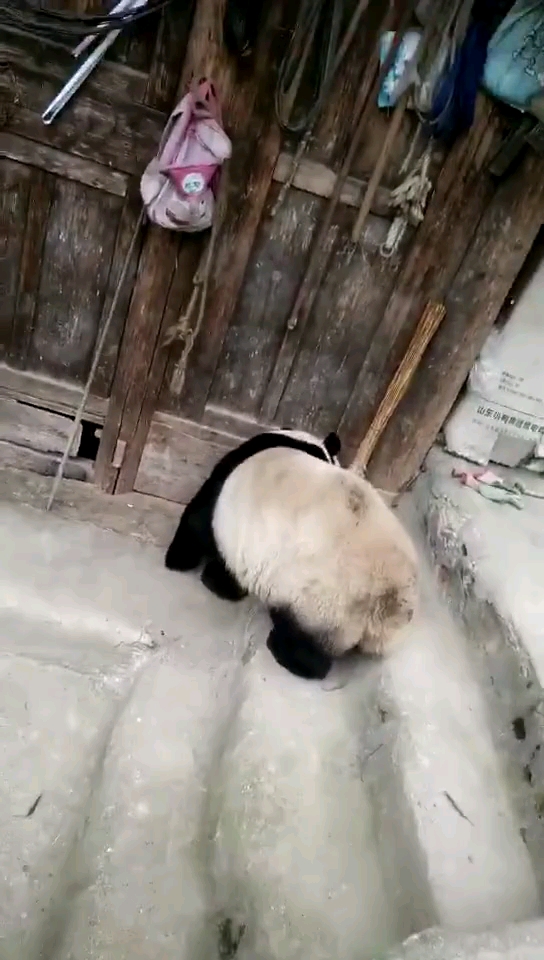 【视频征集】熊猫下山-帖子图片