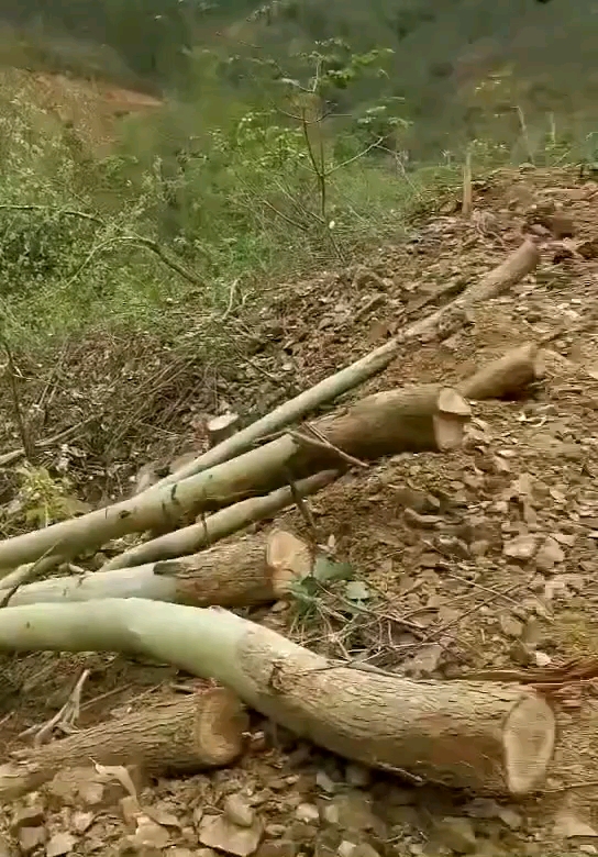 广东桉树林场抓木机，挖掘机安装拉山机