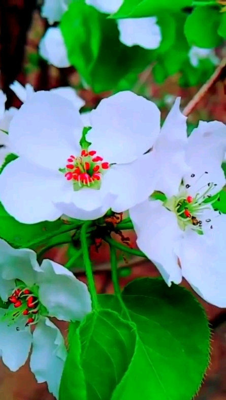 梨花
