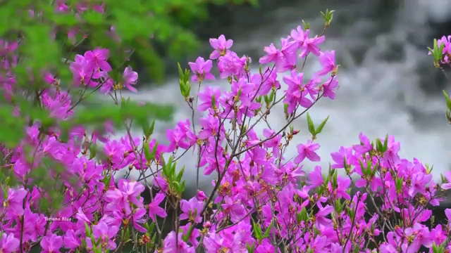 一花一世界
