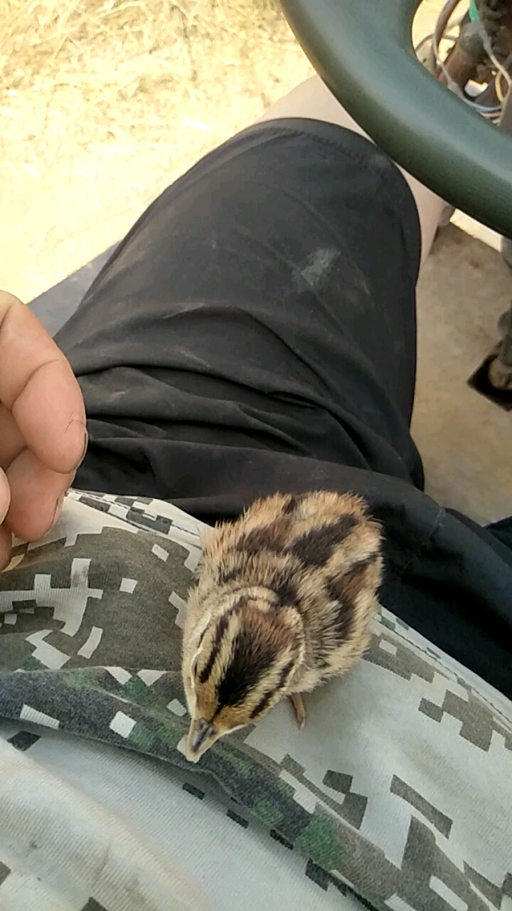 小山鸡