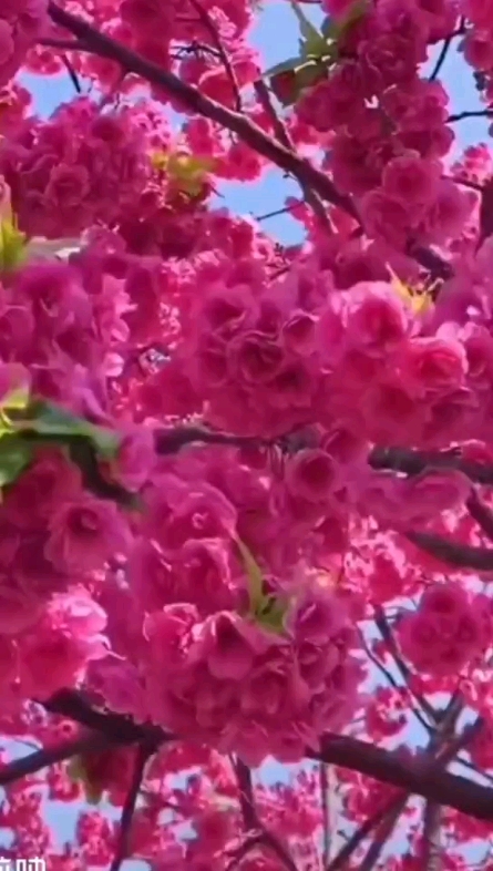 花兒一樣的少年