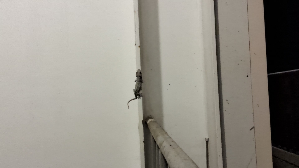 大壁虎