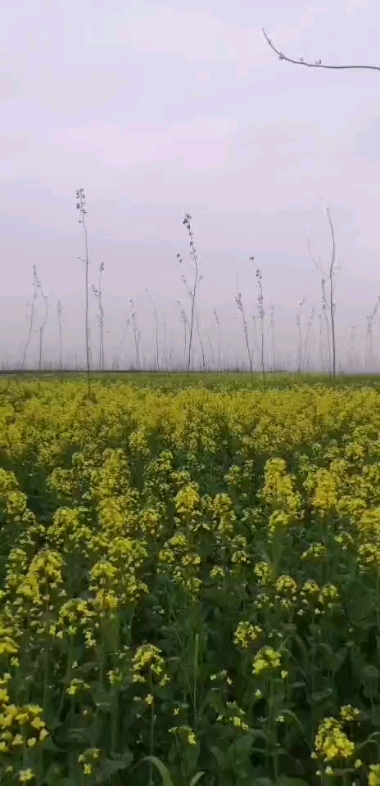 油菜花開