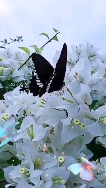 蝶戀花