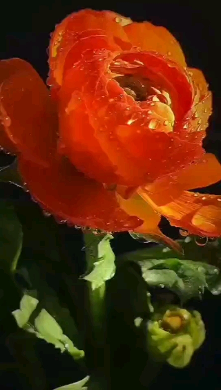 嬌艷