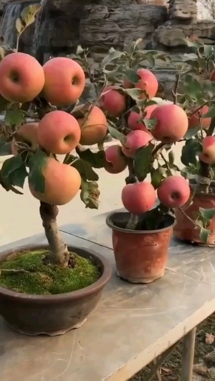 蘋果[表情]