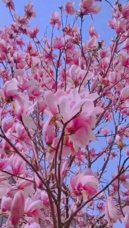 美麗鄉(xiāng)村