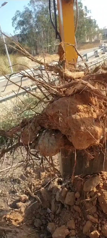 挖树头