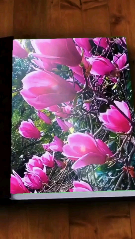 玉蘭花