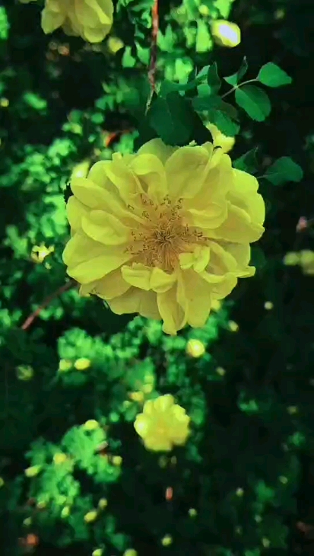清新