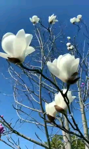 又是一年玉蘭開