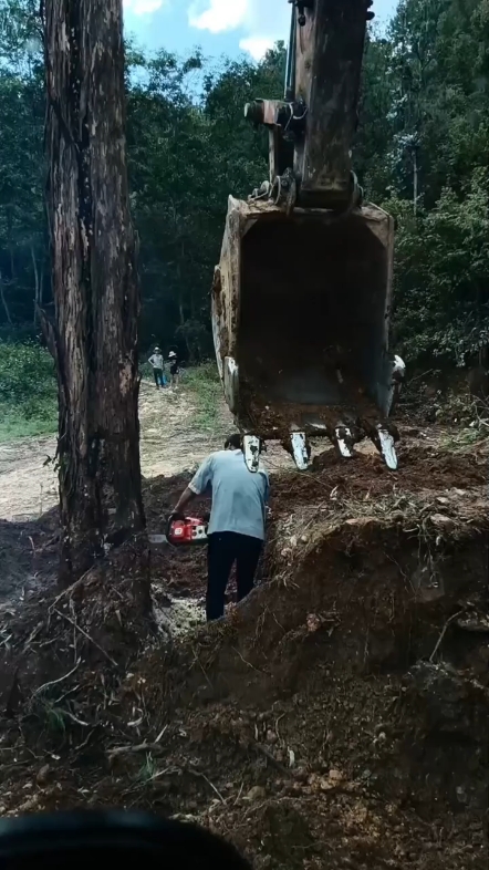 伐木挖树根