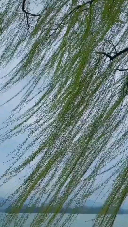 垂柳依依