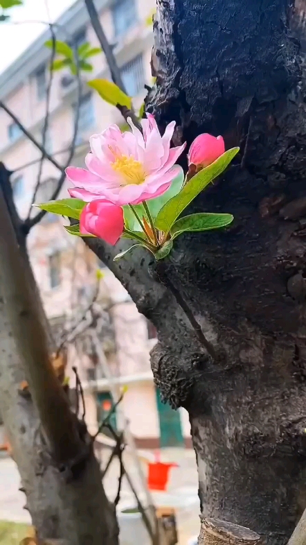 枯樹開花[表情]