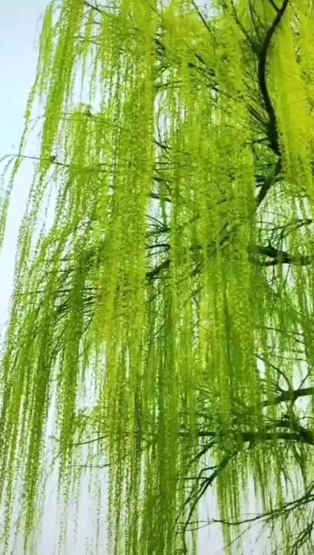 婀娜多姿