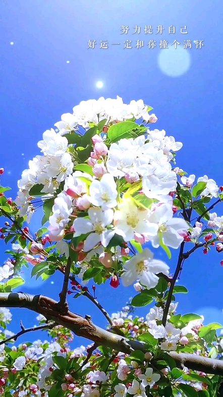 籃天，花香