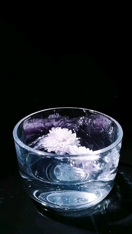 貢菊