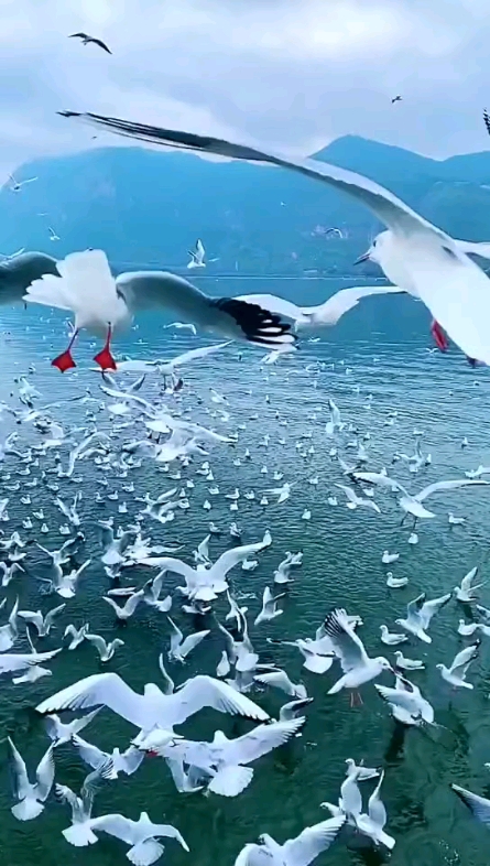 自游飛翔