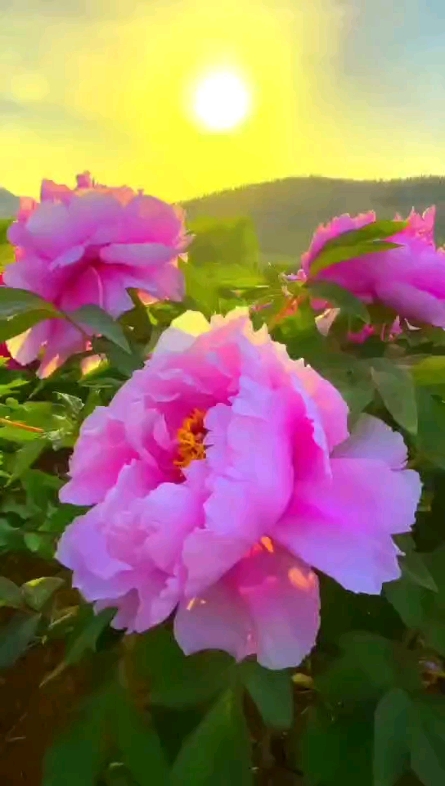 國(guó)花