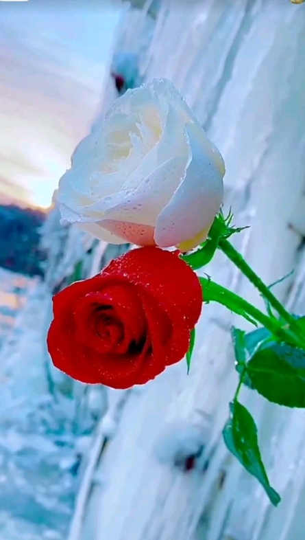 紅花綠葉