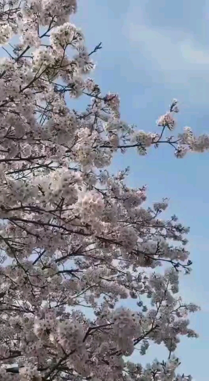 櫻花樹下