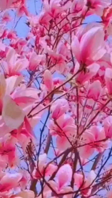 好美