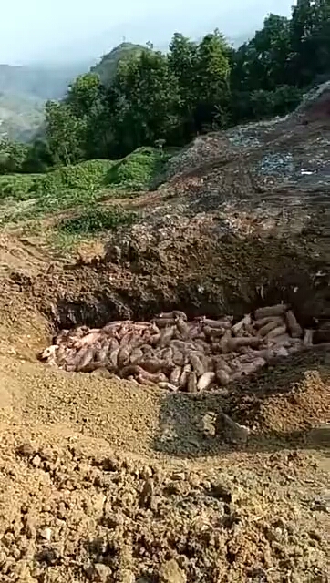 傳染病