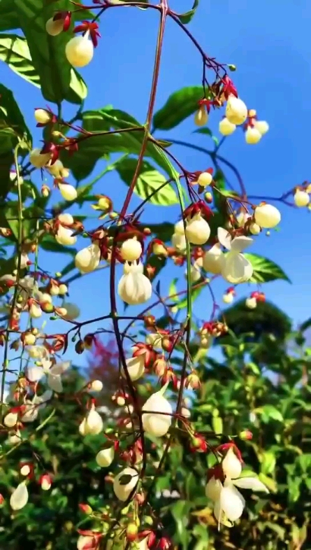 什么花