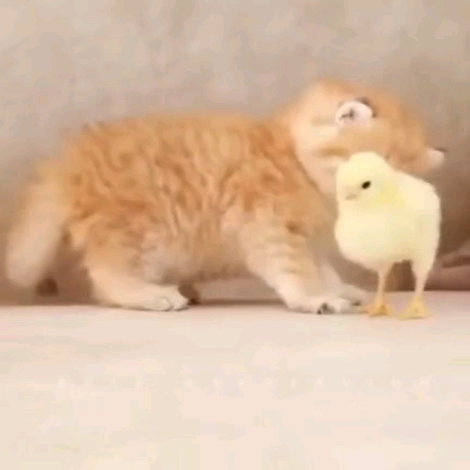 可愛