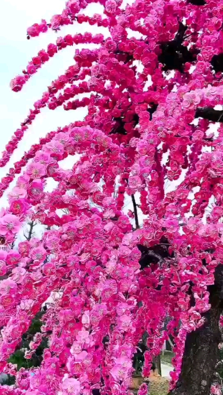 眼花繚亂[表情]