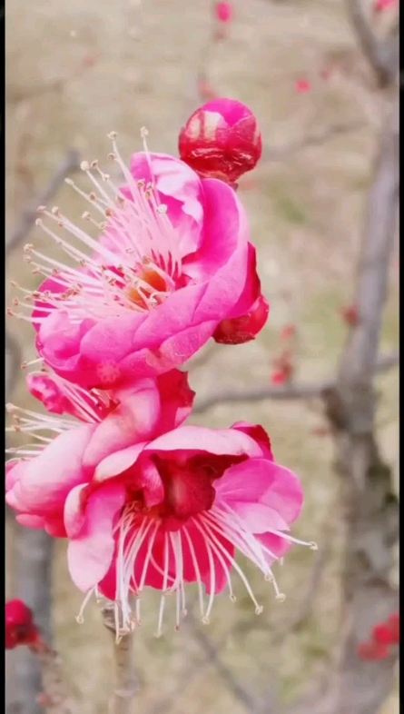 桃花爭艷