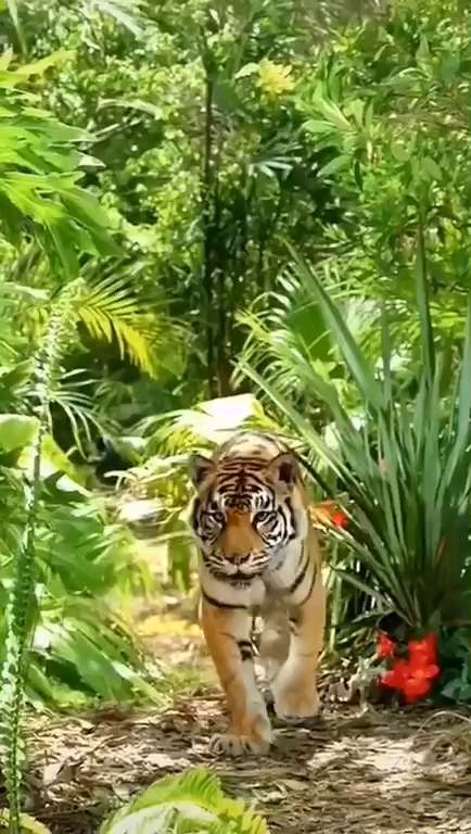 山中之王