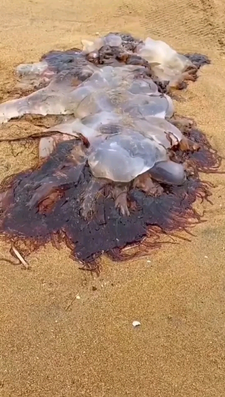 海邊撿貝