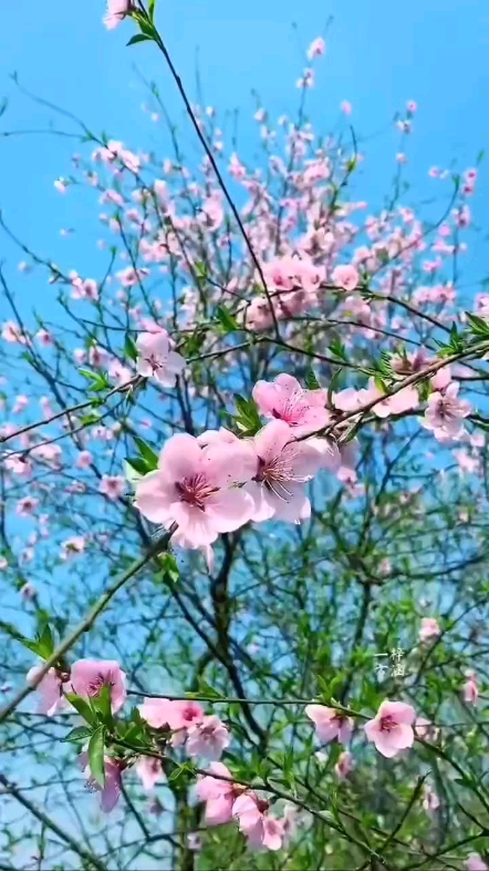 春日桃花