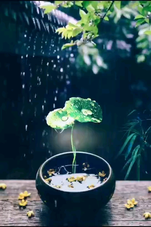 雨打銅錢草