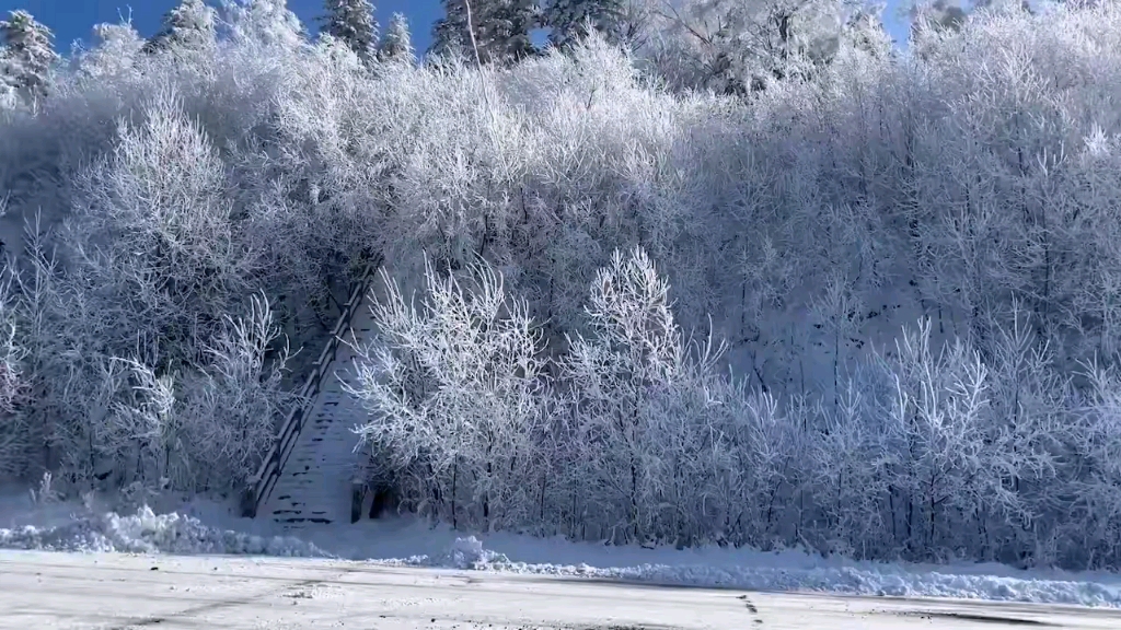 雪松