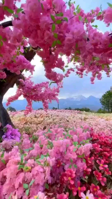 hai海棠花