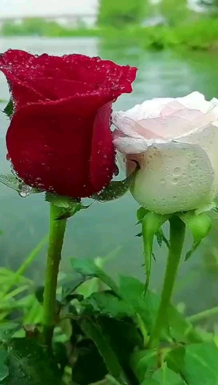 早上好